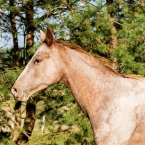 Navajo of Arizona