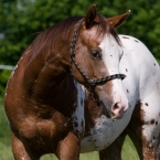 Foster Colt Cinder